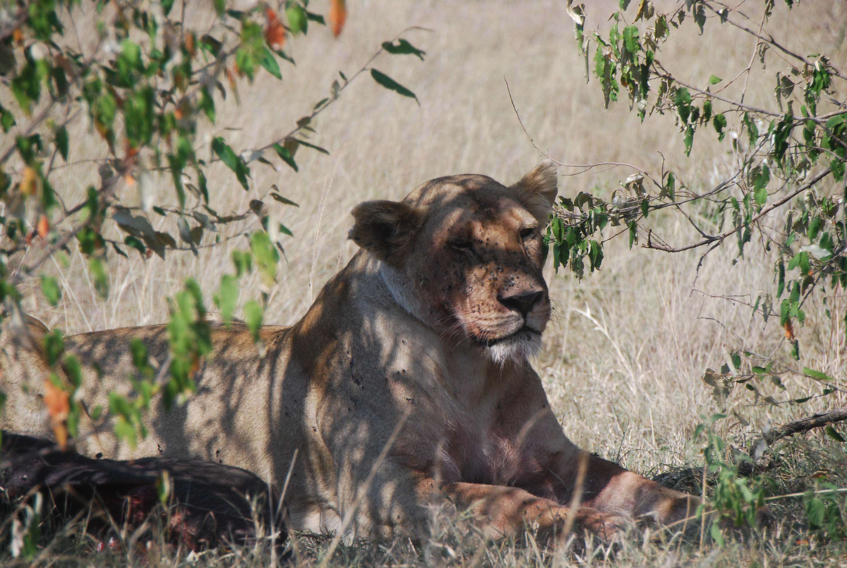 7 guepardos, 2 rinos con mal genio y un leopardo - Regreso al Mara - Kenia (17)